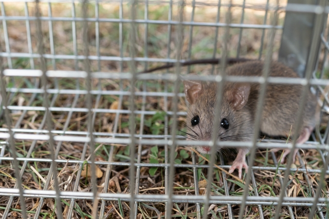 住宅のプロが被害箇所を徹底補強&駆除から補修までを一貫して対応